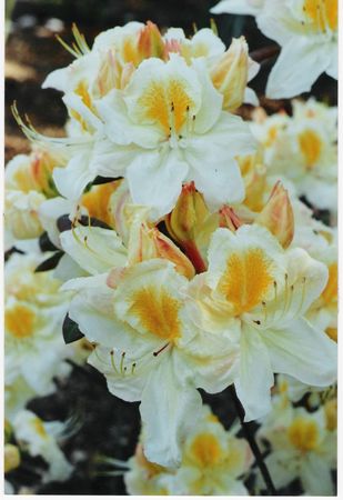 Azalea Silver Slipper